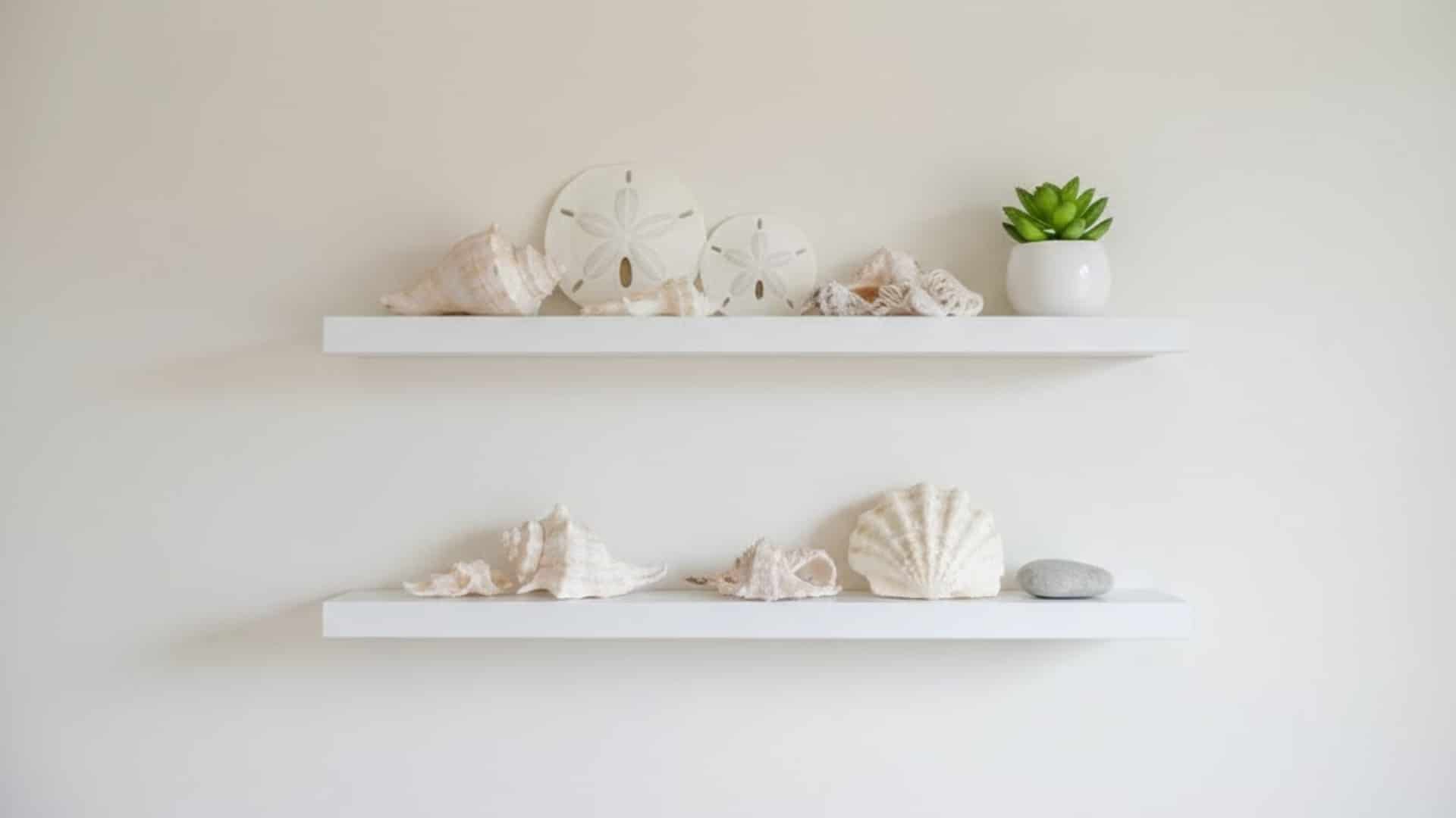 white floating shelves displaying seashells and a small green plant