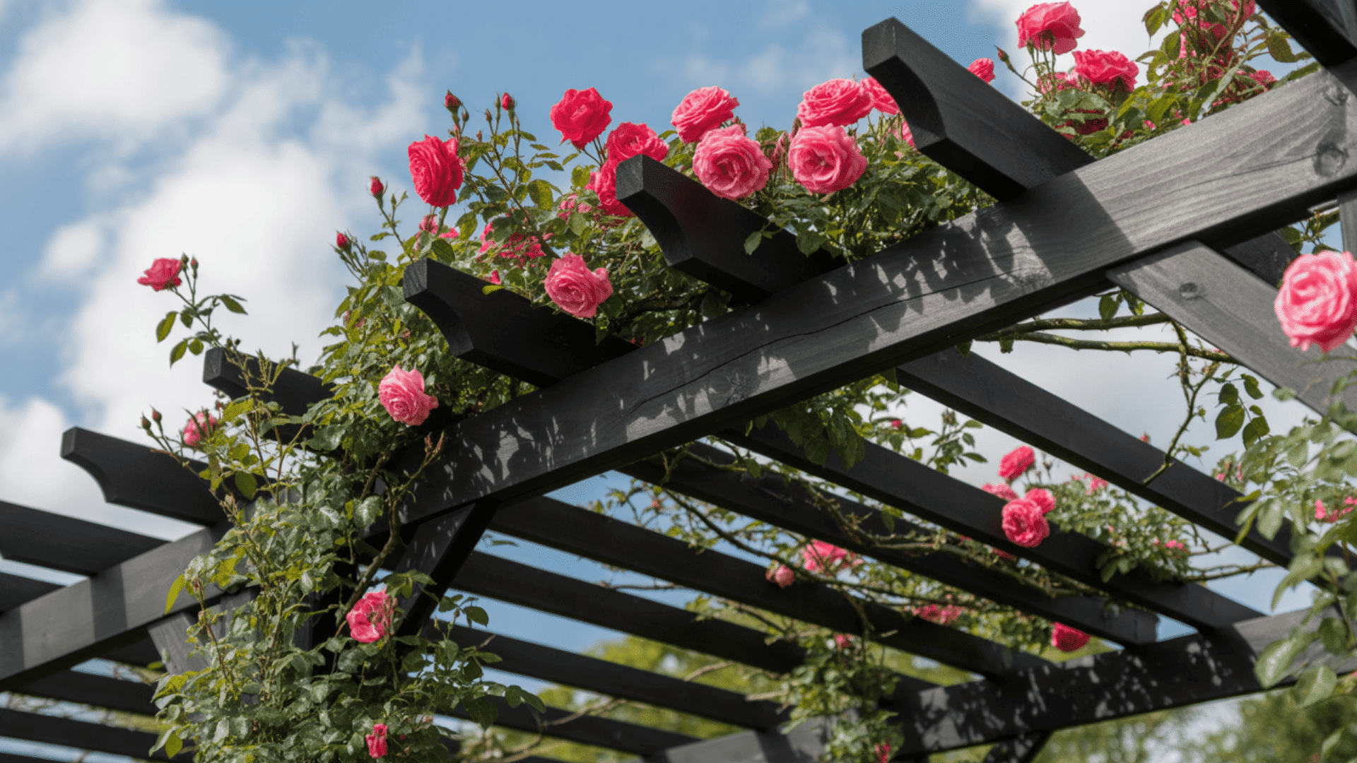 black open-slat pergola covered with climbing pink roses creates natural shade and garden charm.