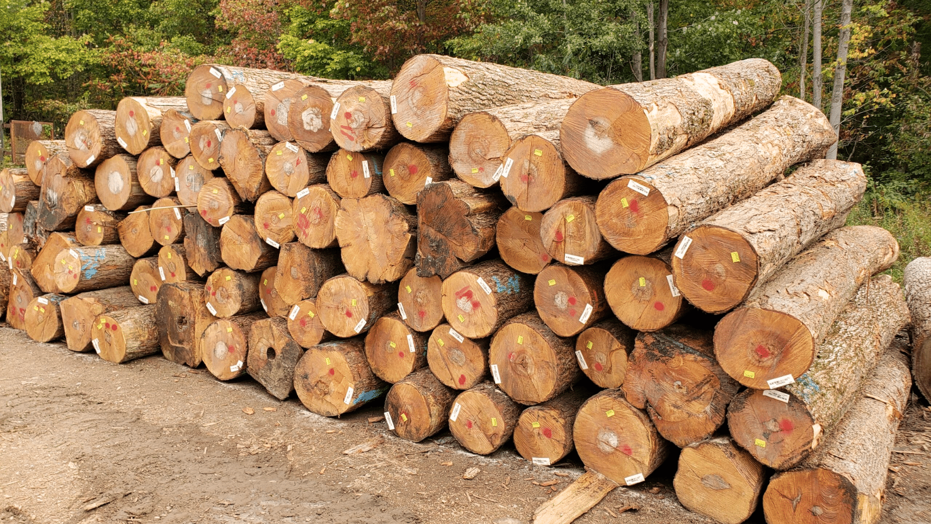 stacked maple logs with visible end grain, bark, labels, and painted forestry marks